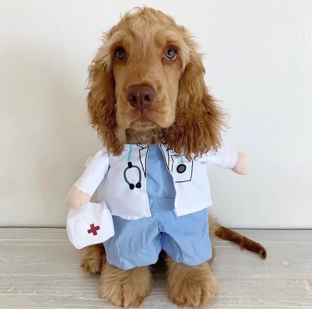 Doctor Halloween Dog Costume