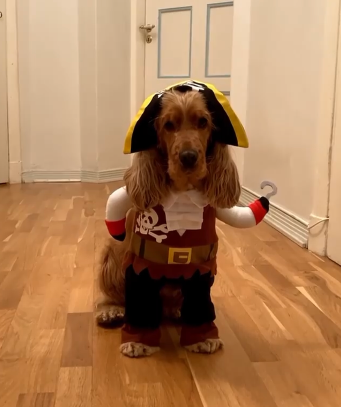 Pirate Cocker Spaniel Costume