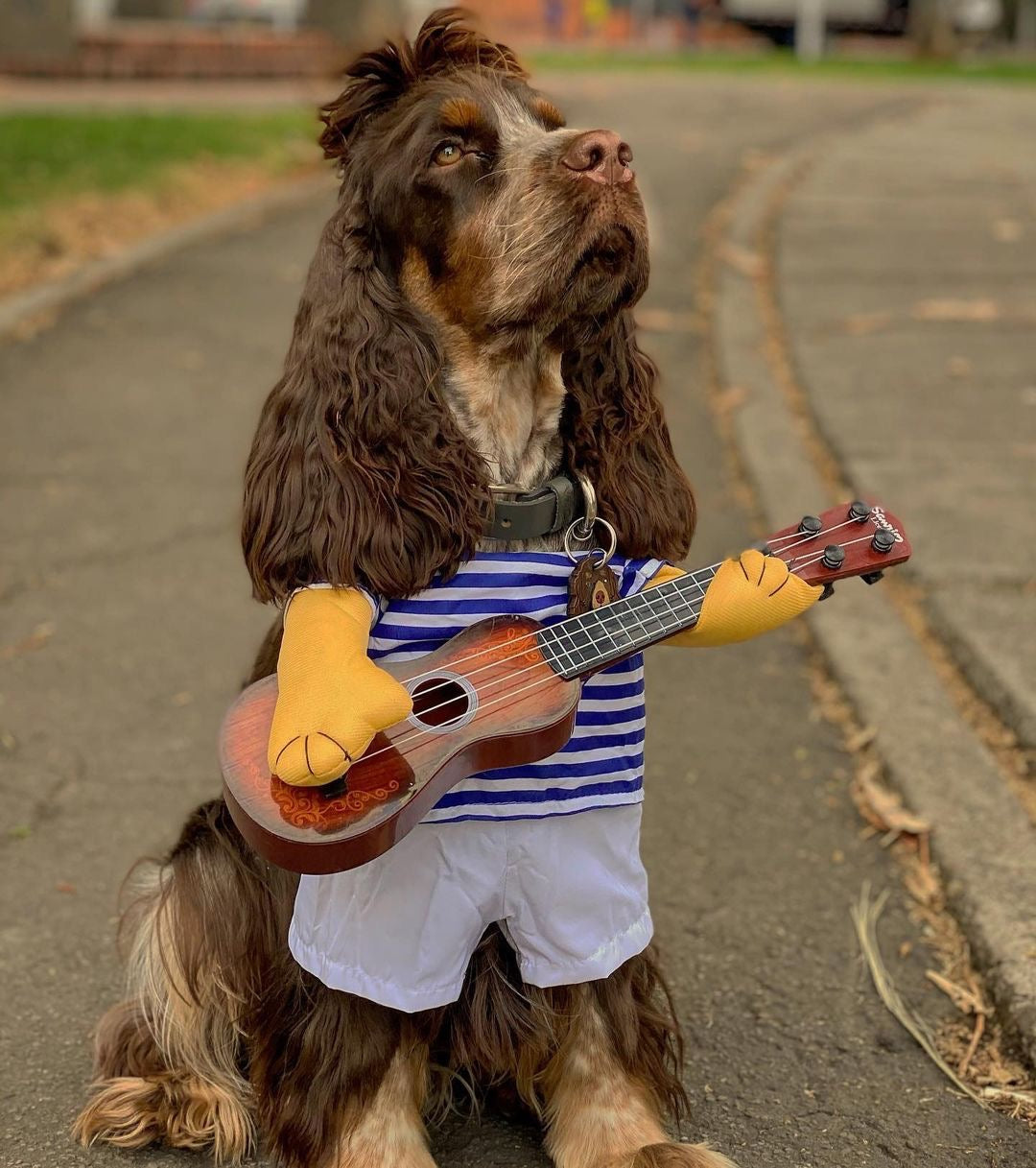 Guitar Player Cocker Costume