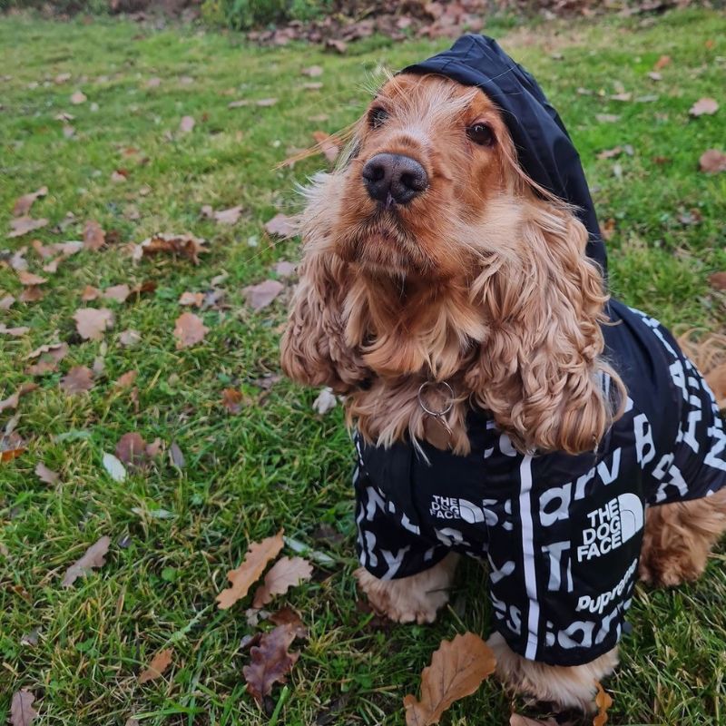 TDF Cocker Spaniel Jacket