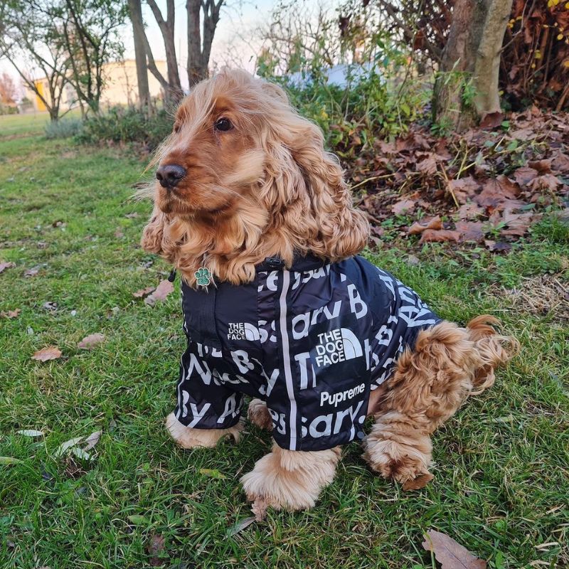 TDF Cocker Spaniel Jacket