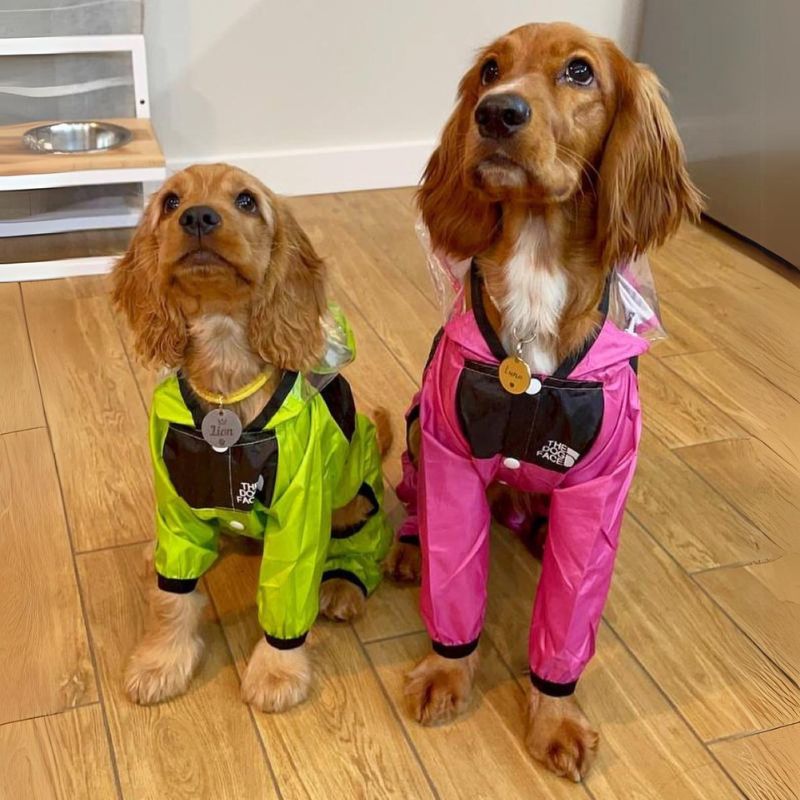 TDF Cocker Spaniel Raincoat