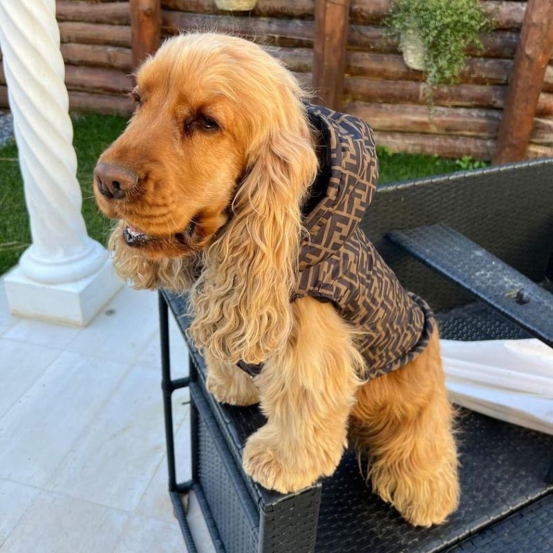 Furbaby Cocker Spaniel Vest