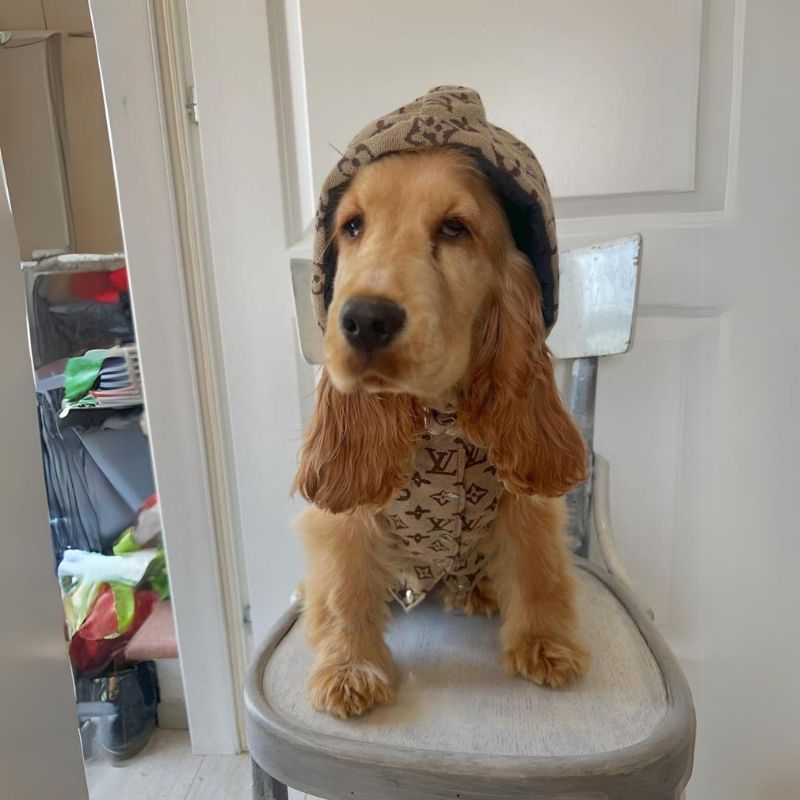 Luxury Cocker Spaniel Vest with Hood