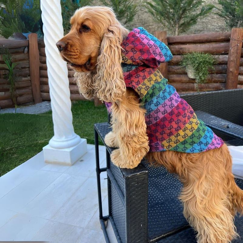 Pawcci Cocker Spaniel Vest