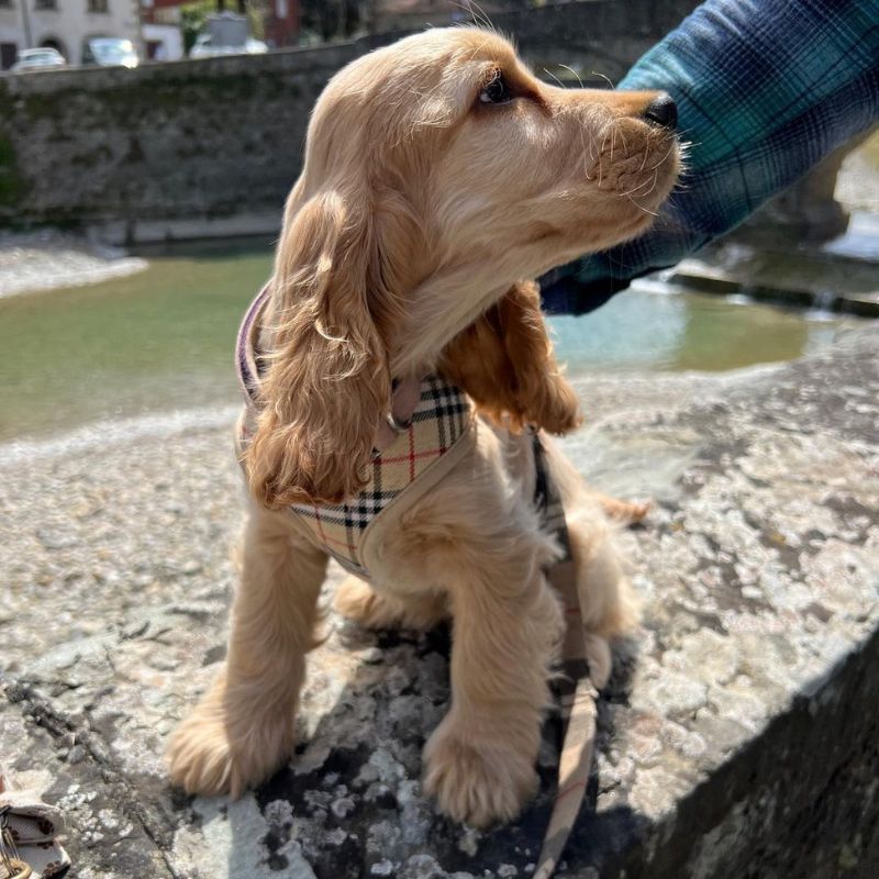 cocker planet plaid cocker spaniel harness leash