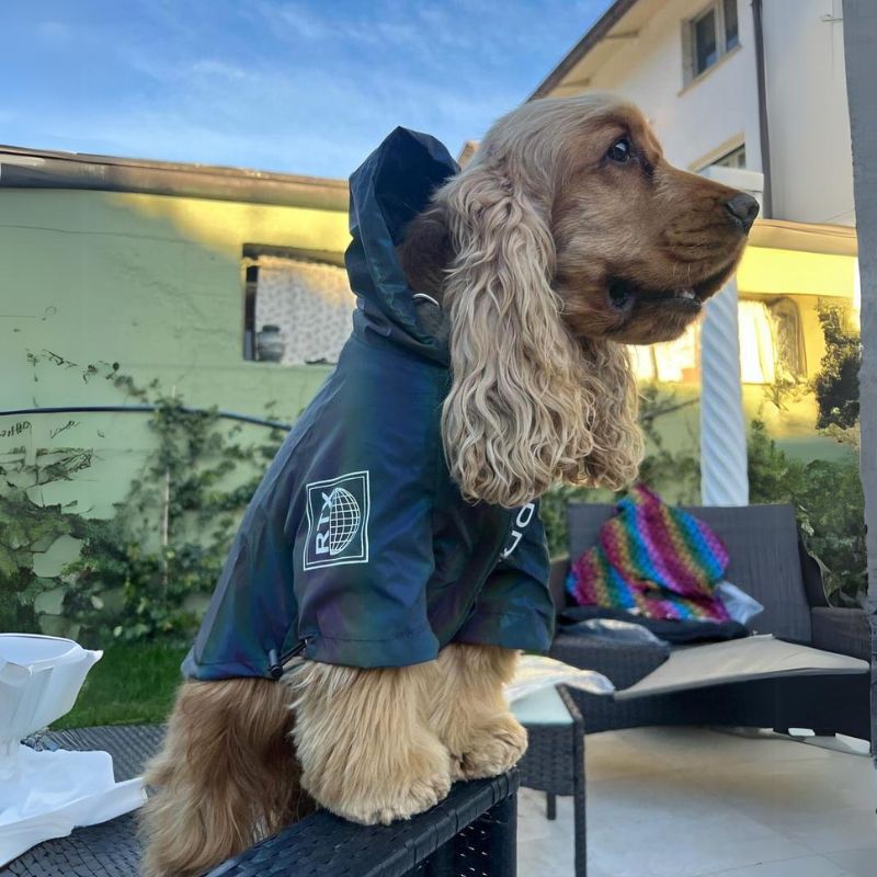 Reflective Cocker Spaniel Jacket