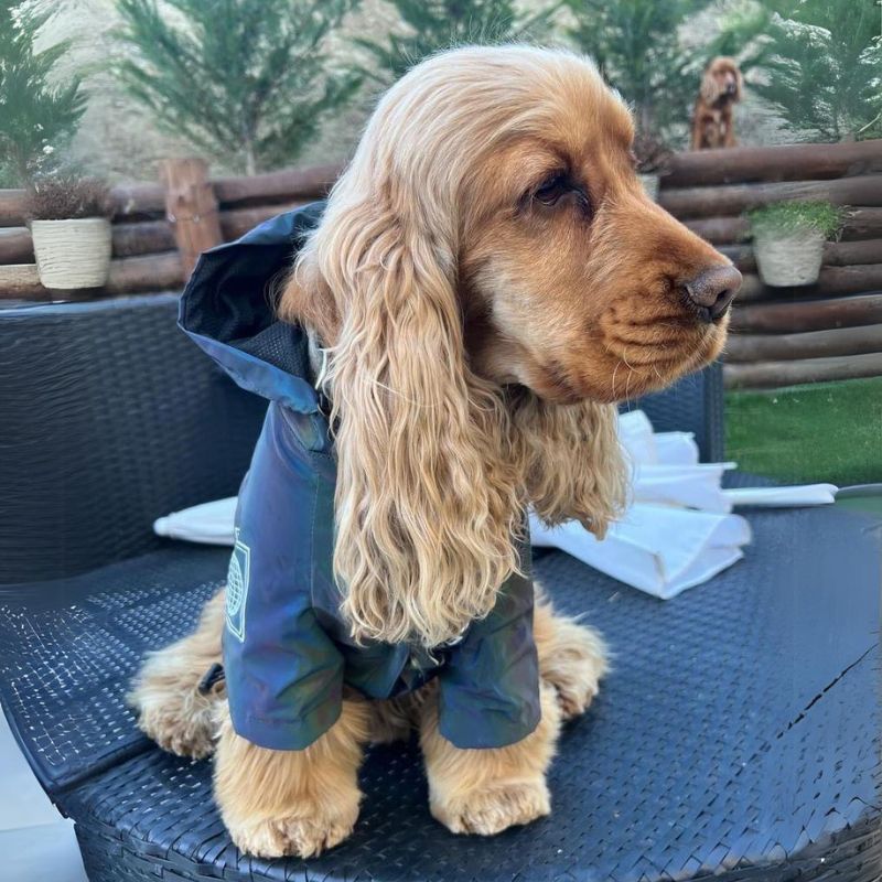 Reflective Cocker Spaniel Jacket