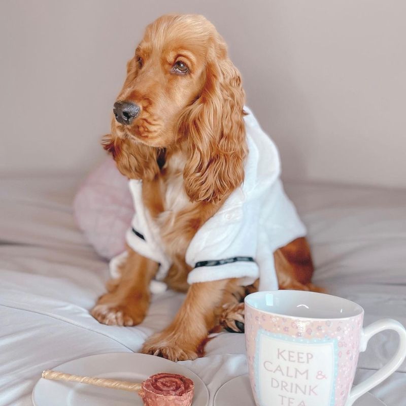 Cocker Spaniel Robe