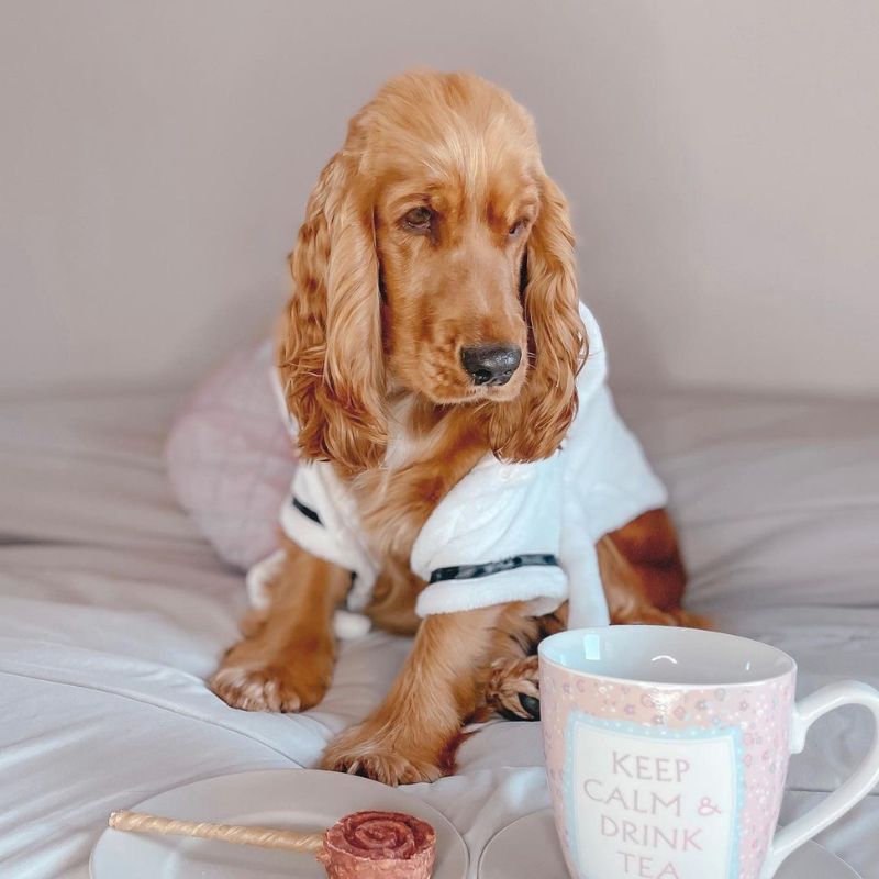 Cocker Spaniel Robe