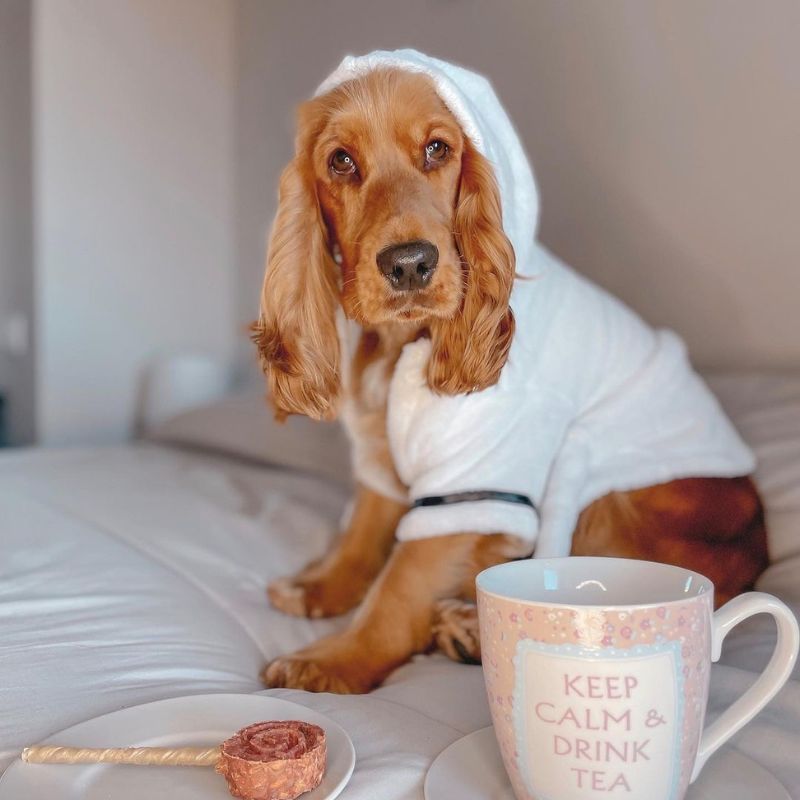 Cocker Spaniel Robe