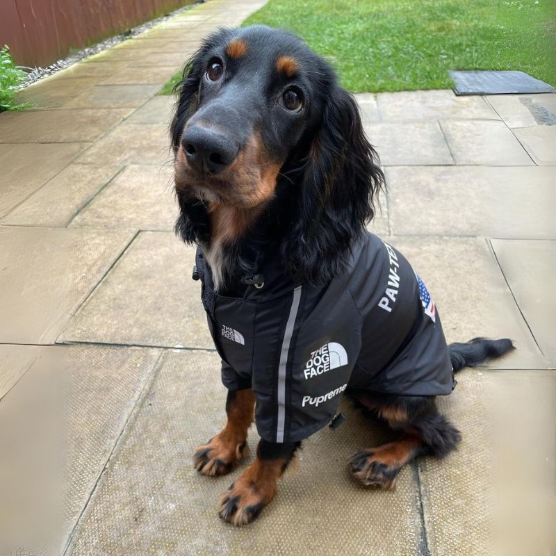 The Dog Face Cocker Raincoat