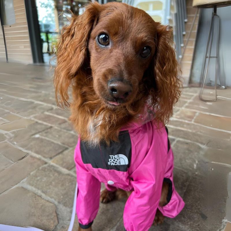 TDF Cocker Spaniel Raincoat