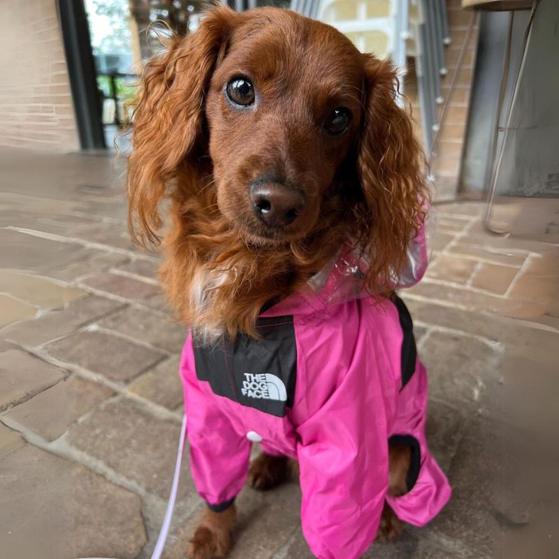 TDF Cocker Spaniel Raincoat