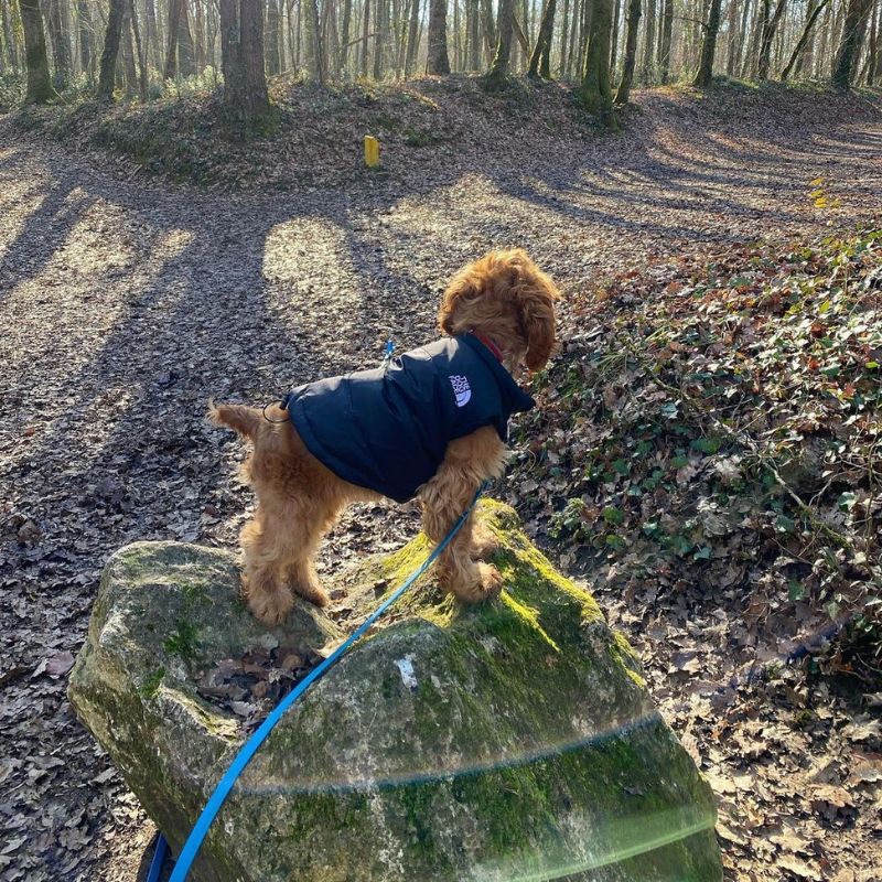 The Dog Face Cocker Vest