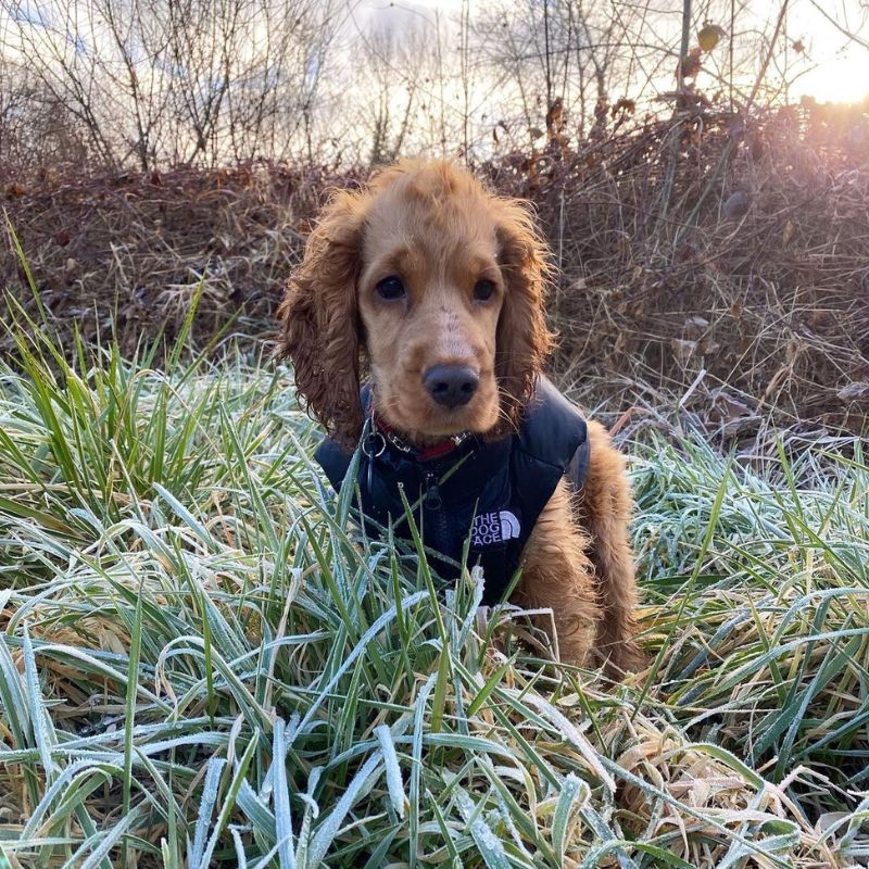 The Dog Face Cocker Vest