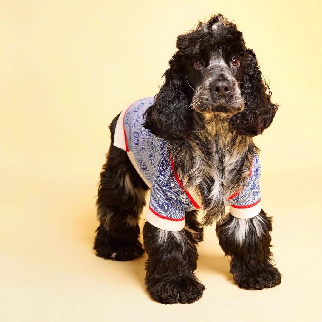 cocker spaniel planet pawcci cardigan