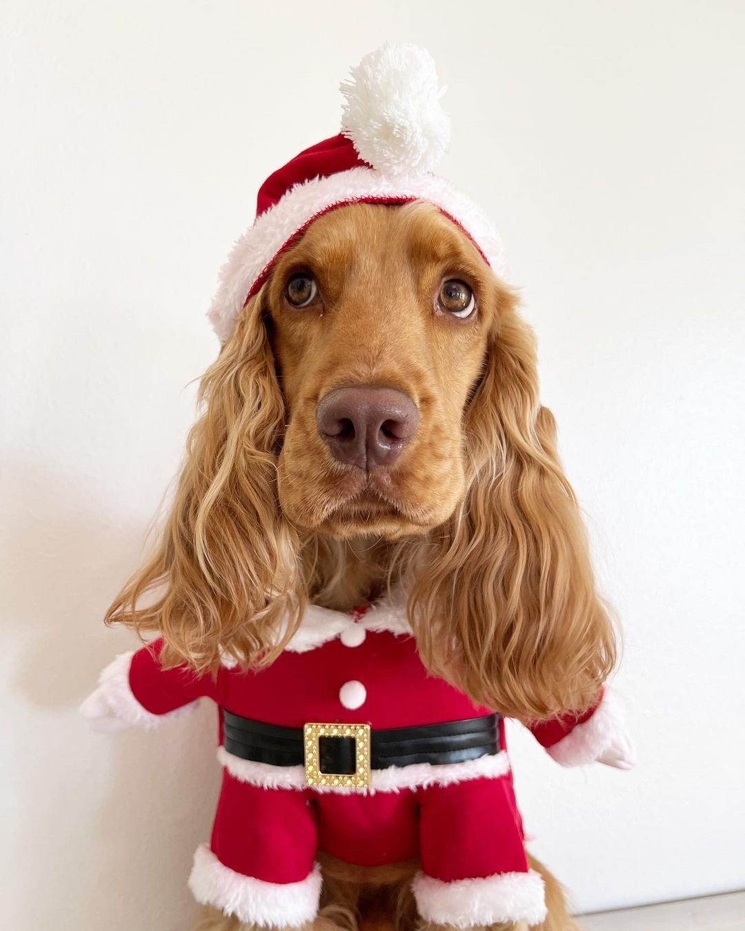 Santa Cocker Costume